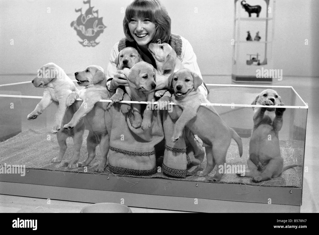 Blue Peter appeal for blind smashes through target. Lesley Judd. 'Blue Peter' and Puppies. January 1975 75-00022-003 Stock Photo