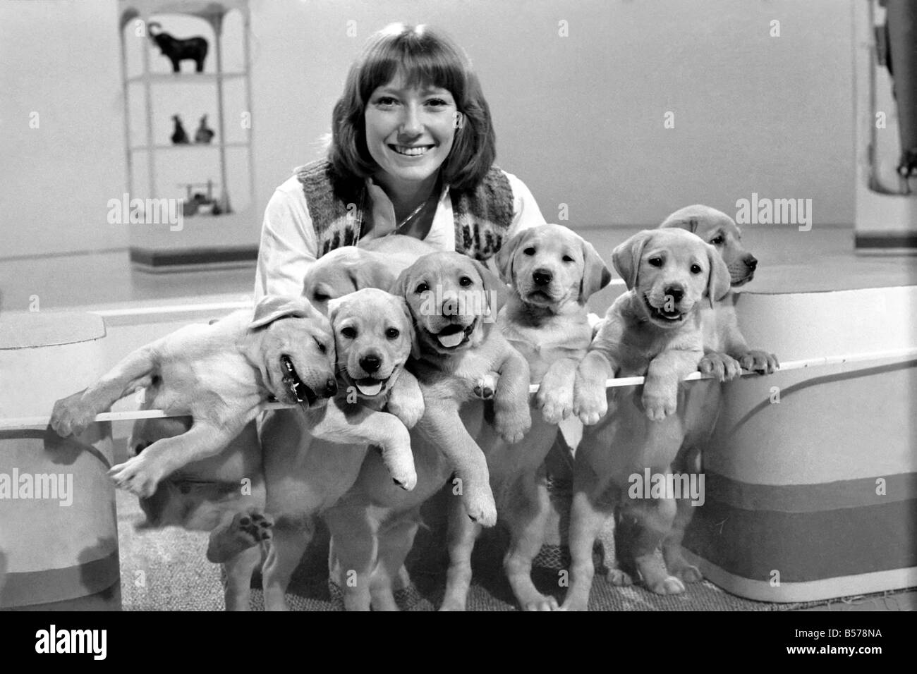 Blue Peter appeal for blind smashes through target. Lesley Judd. 'Blue Peter' and Puppies. January 1975 75-00022-006 Stock Photo
