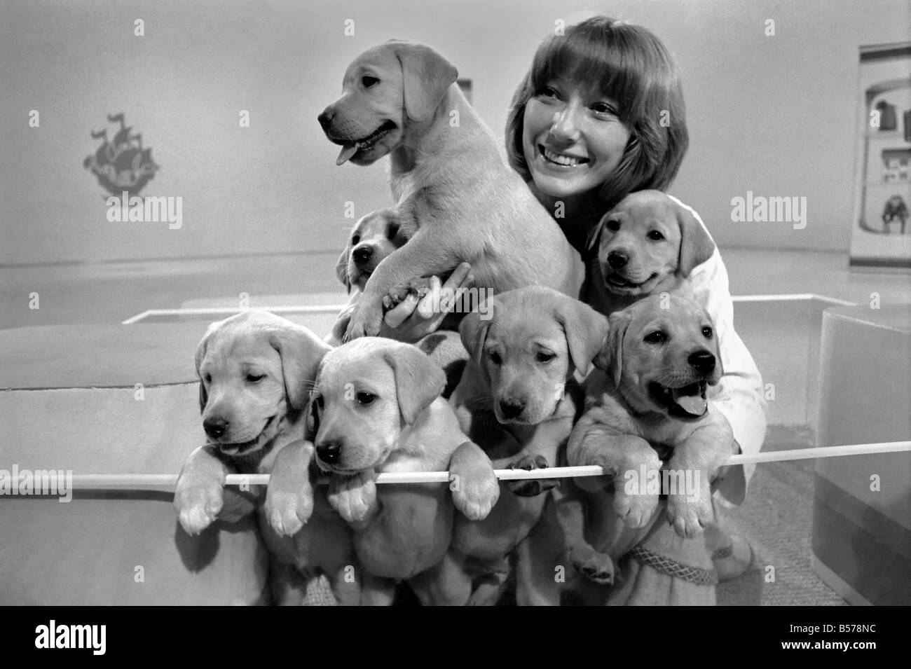 Blue Peter appeal for blind smashes through target. Lesley Judd. 'Blue Peter' and Puppies. January 1975 75-00022-007 Stock Photo