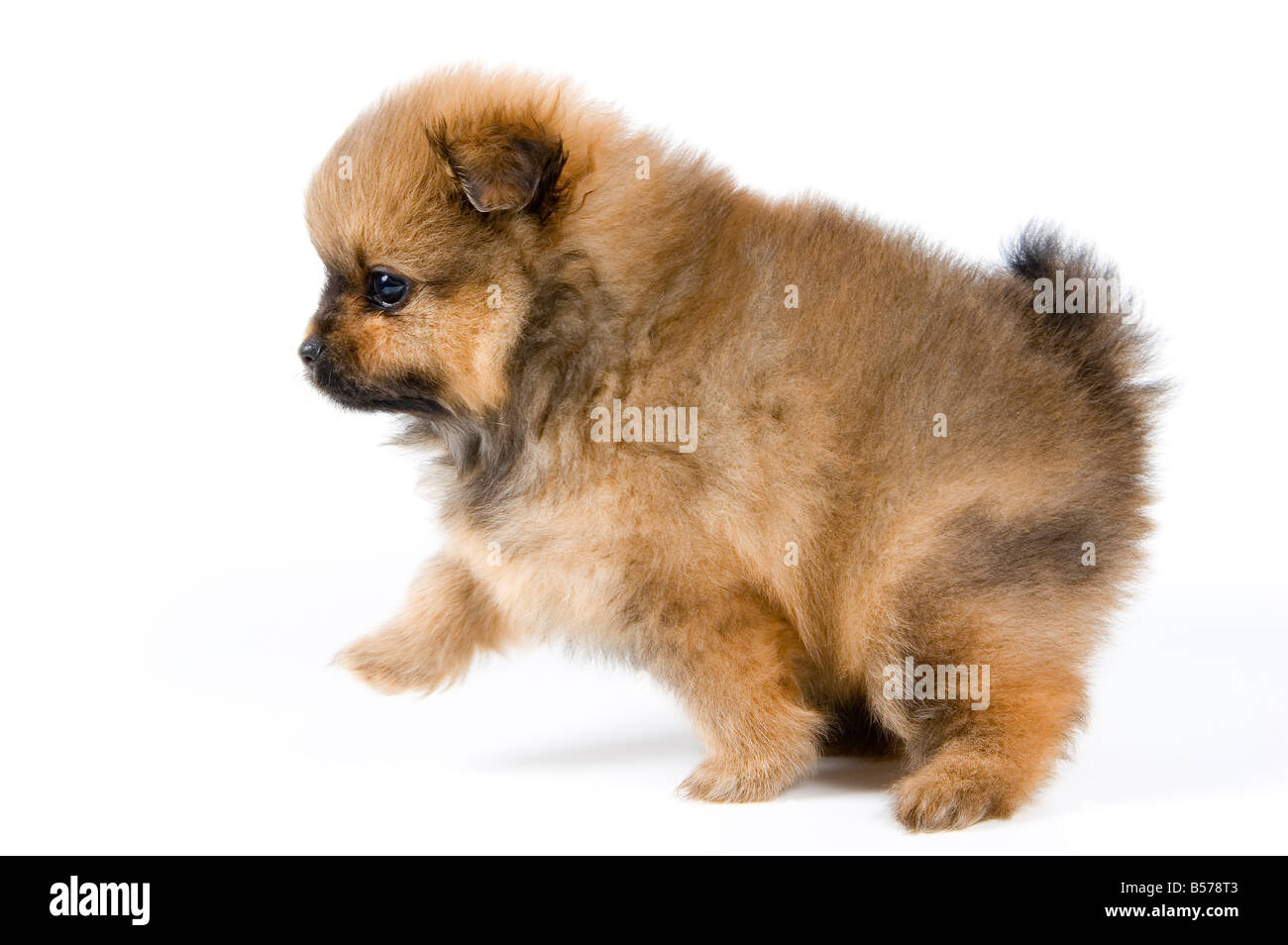 Labrador Spitz The puppy of the spitz dog in studio Stock Photo - Alamy