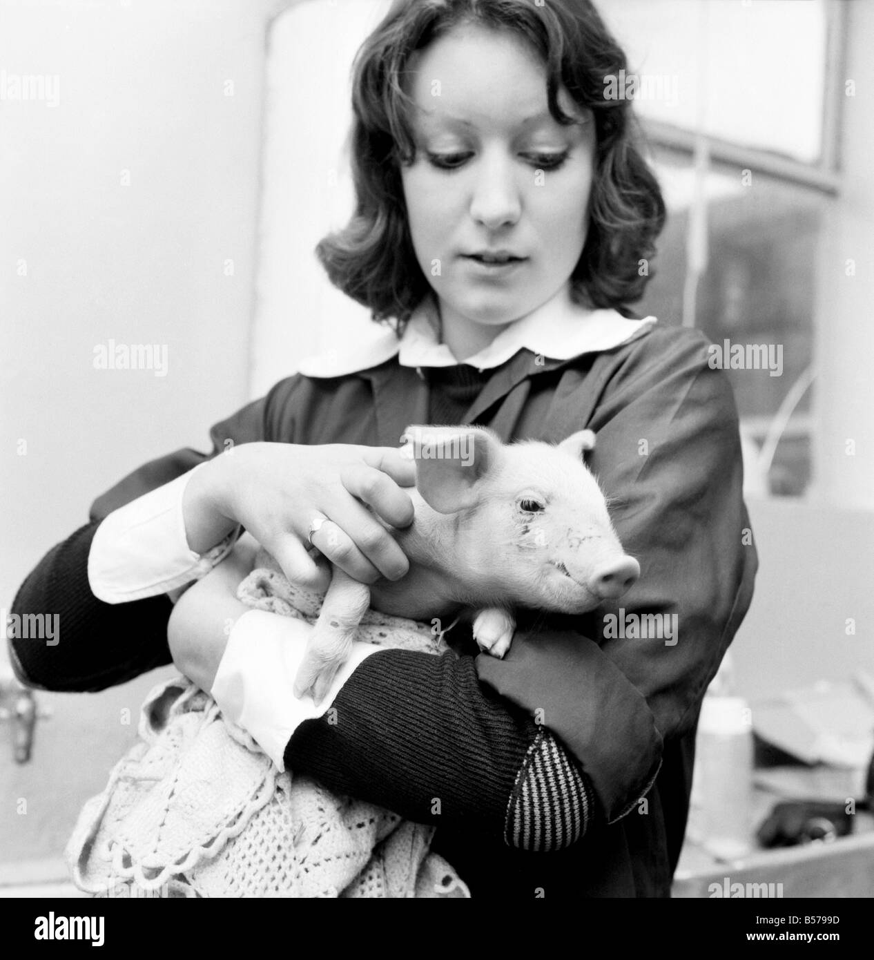 Little Pig Found Wandering Streets of London seen here being cared for by a veterinary nurse. January 1975 75-00592-001 Stock Photo
