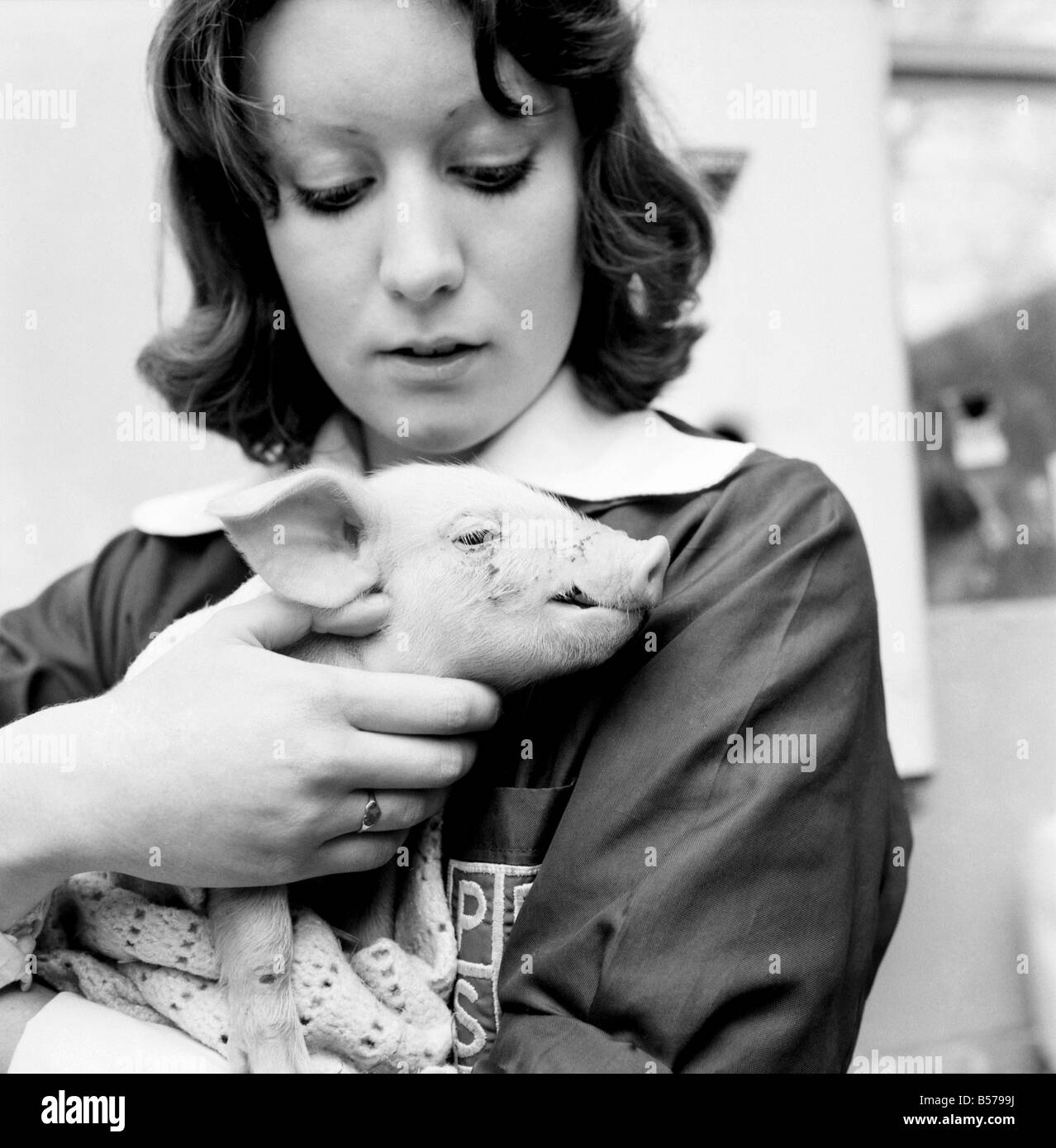 Little Pig Found Wandering Streets of London seen here being cared for by a veterinary nurse. January 1975 75-00592-004 Stock Photo