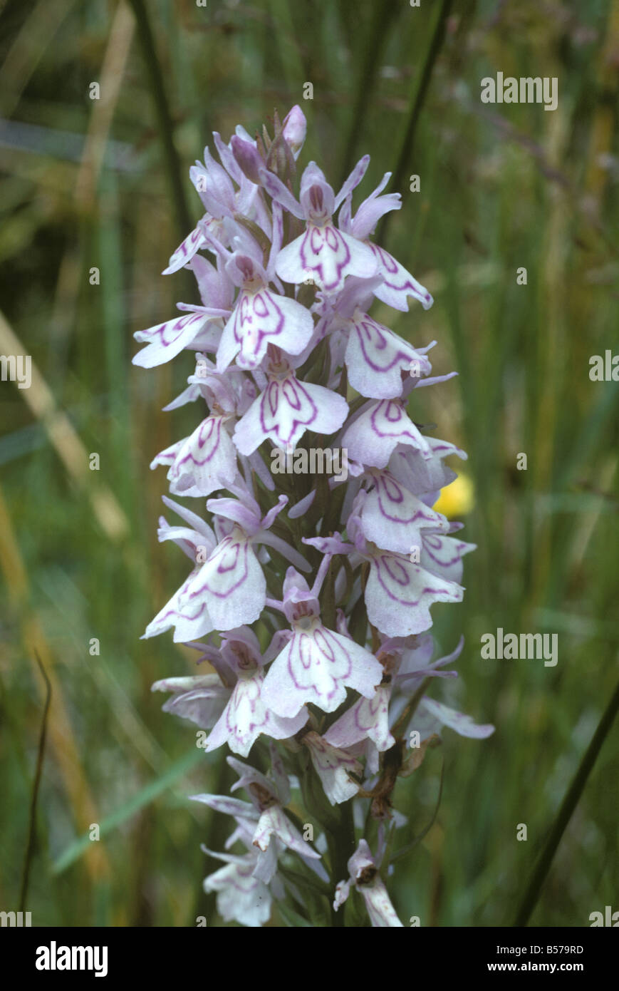 Heath spotted orchid Dactylorhiza maculata flower head Stock Photo