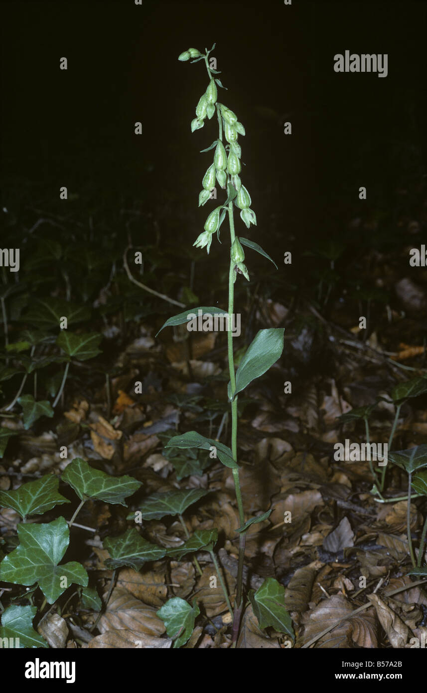 Green flowered helleborine Epipactis phyllanthes flowering plant in deep woodland shade Kent Stock Photo