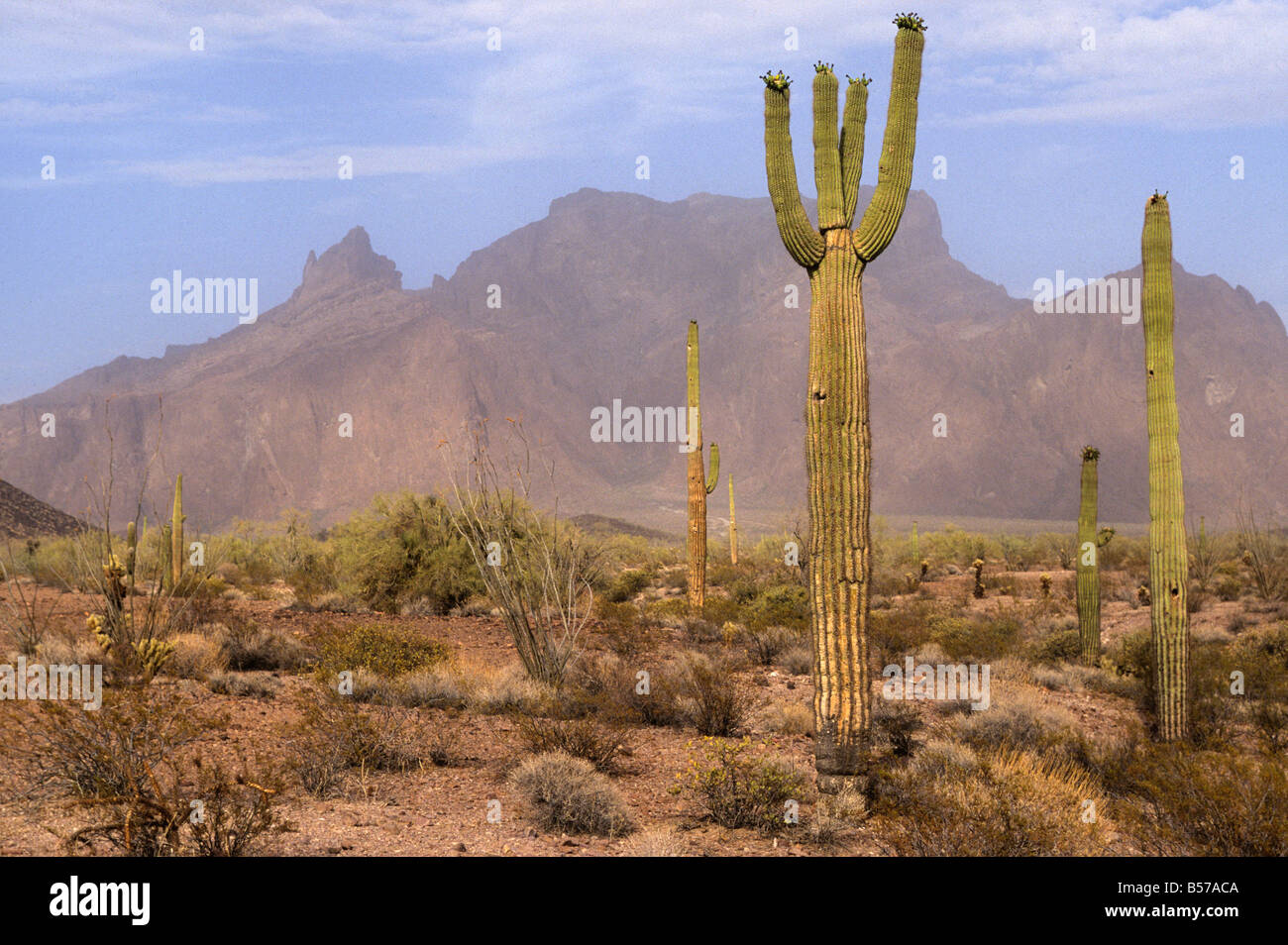 Hombre de pie junto a un gigante cactus saguaro N.P. , Arizona, EE.UU  Fotografía de stock - Alamy