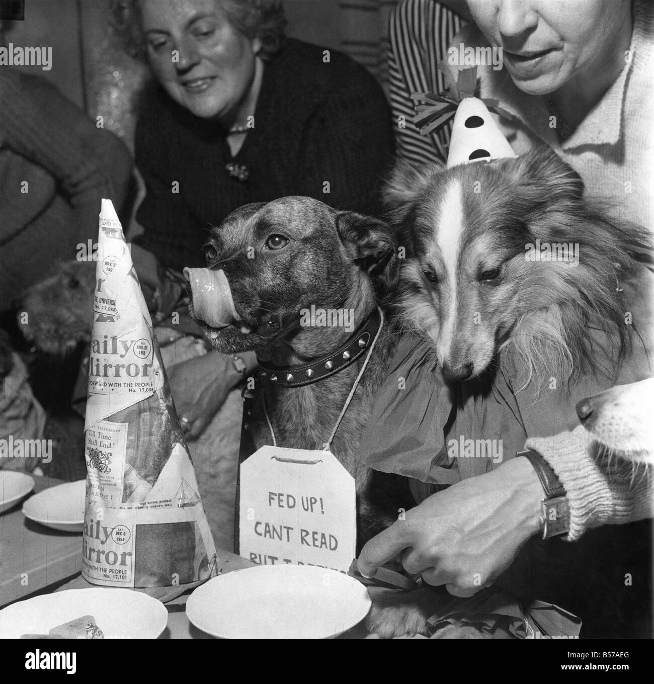 Daily Mirror Pets Christmas Party. All the fun of the party, the pups tuck in while they can. December 1958 P007385 Stock Photo