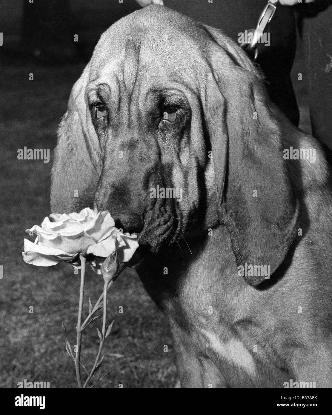 Bloodhound smelling the roses. July 1965 P007394 Stock Photo Alamy