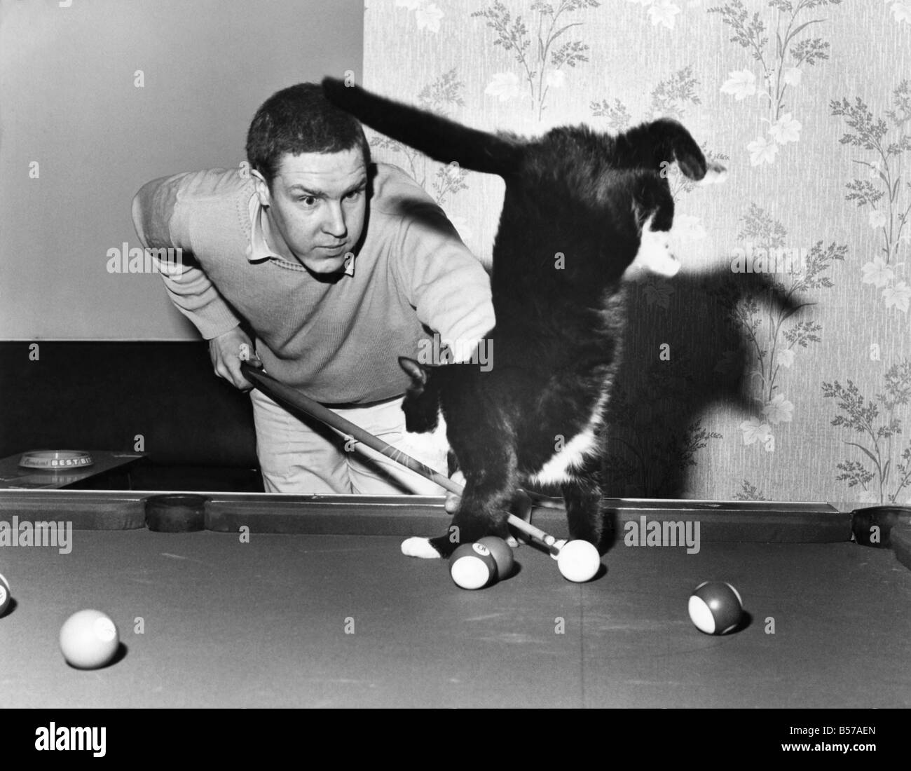 Two years old Hansel , the black and white tom cat who likes to play pool. February 1987 P007405 Stock Photo