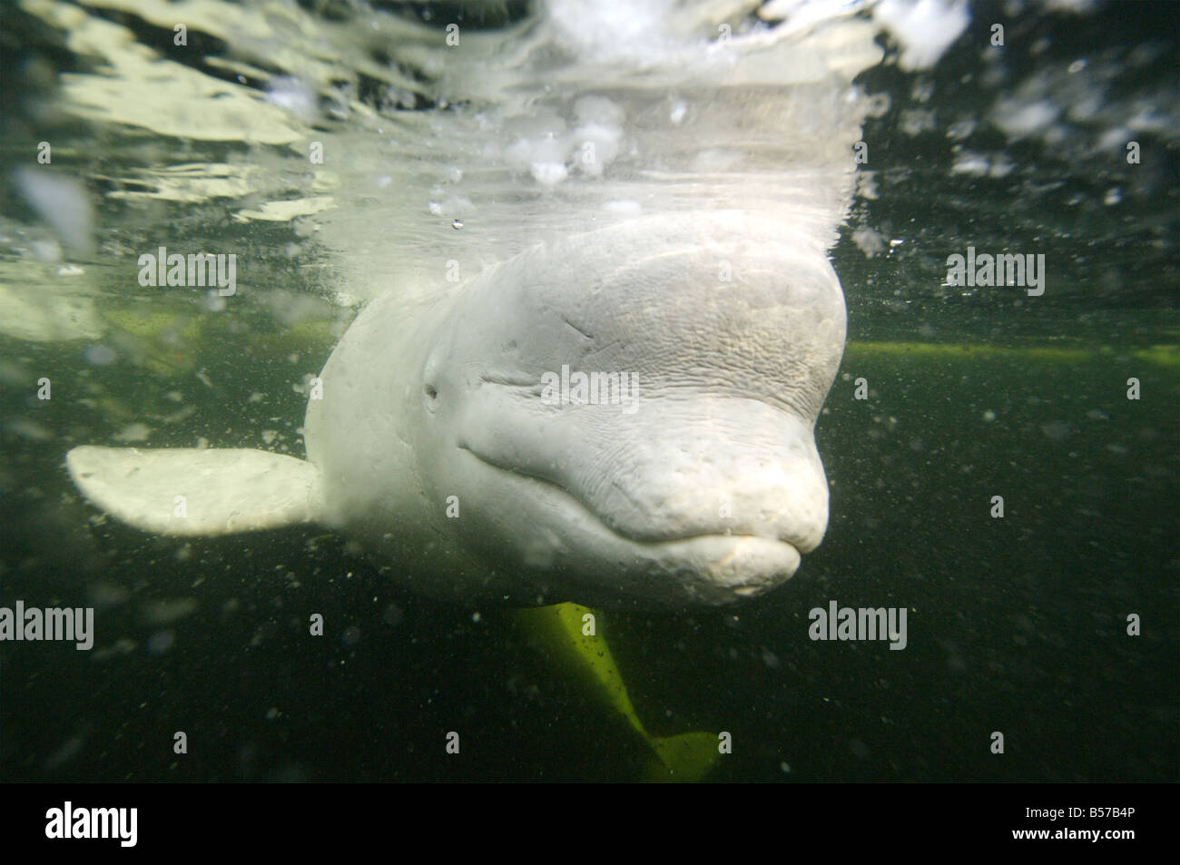 Beluga, White Whale (Delphinapterus leucas) in the White Sea, Russia Stock Photo