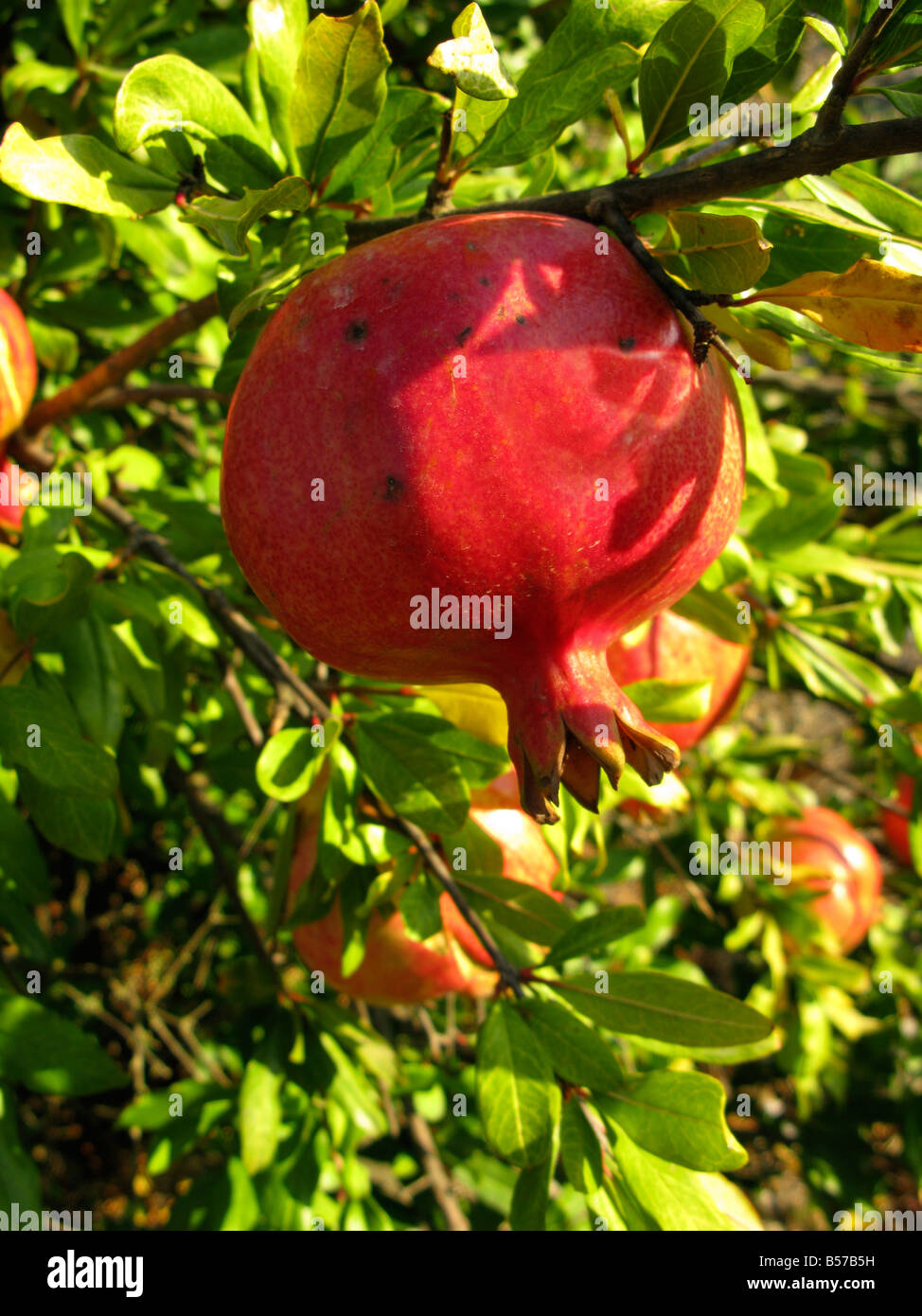 pomegranate grenadine ripe on tree ripen fruit Punica granatum Stock Photo