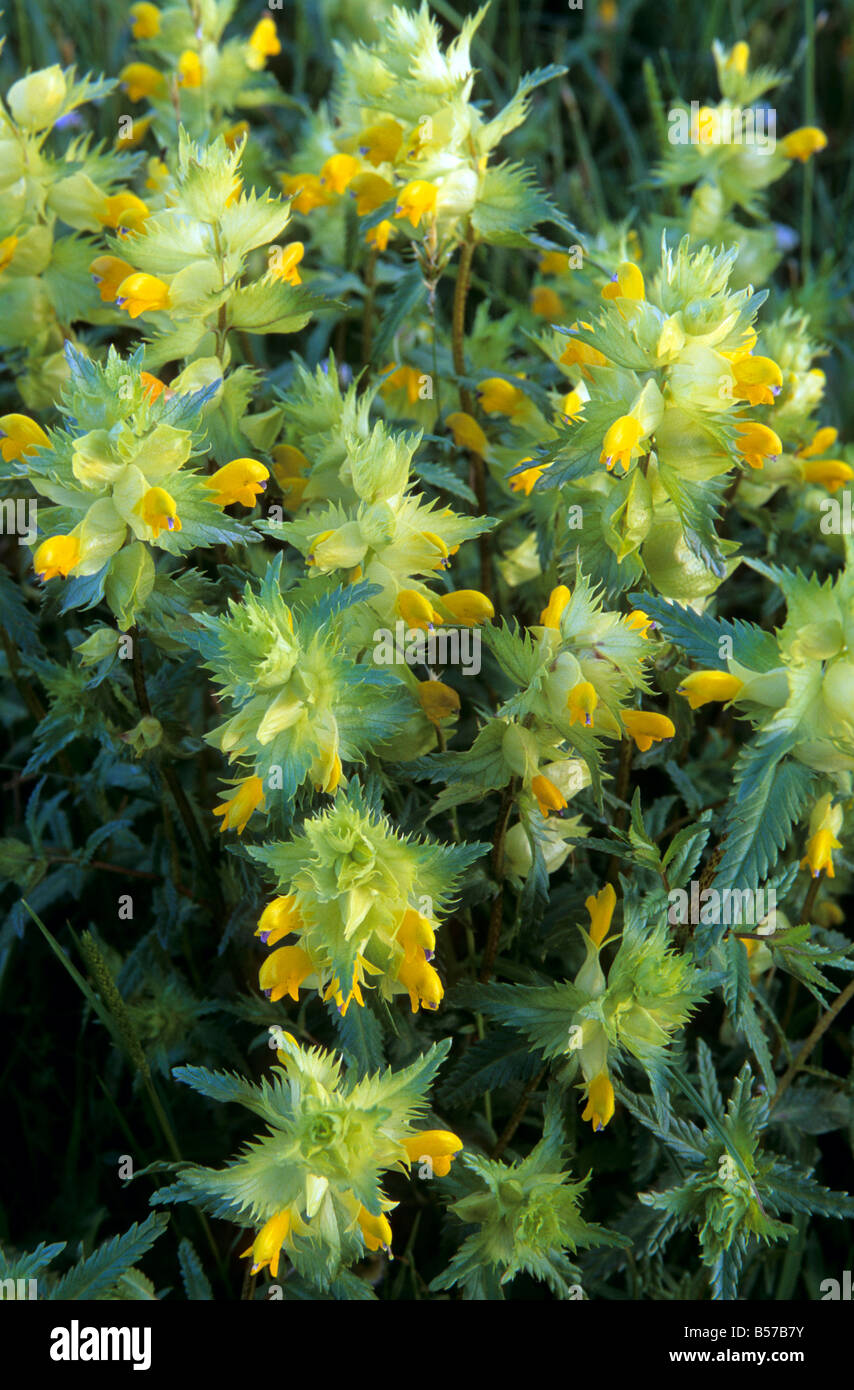 Greater Yellow Rattle Stock Photo