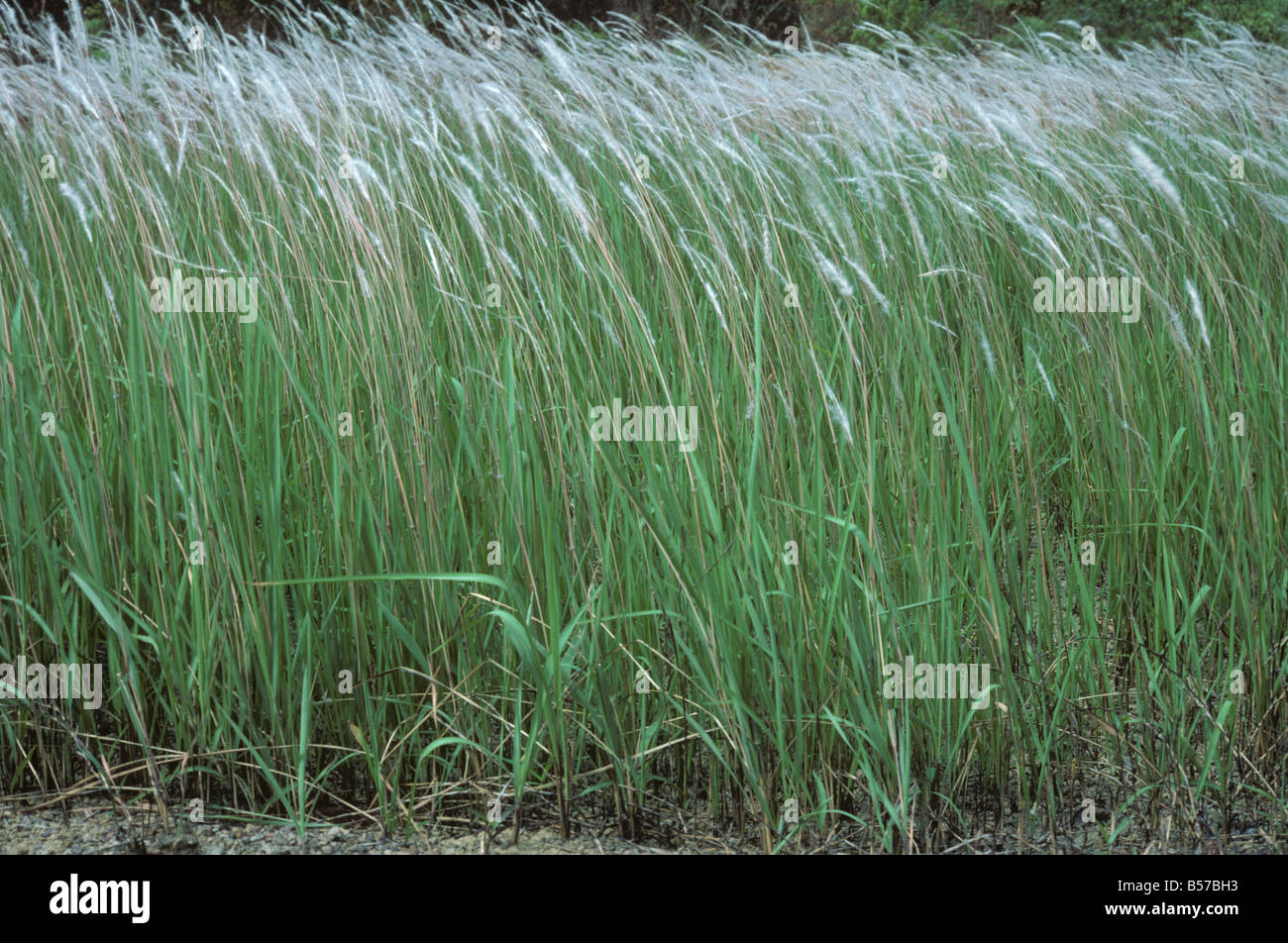 Cogongrass Or Lalang Imperata Cylindrica Seeding Flower Spikes Malaysia Stock Photo Alamy