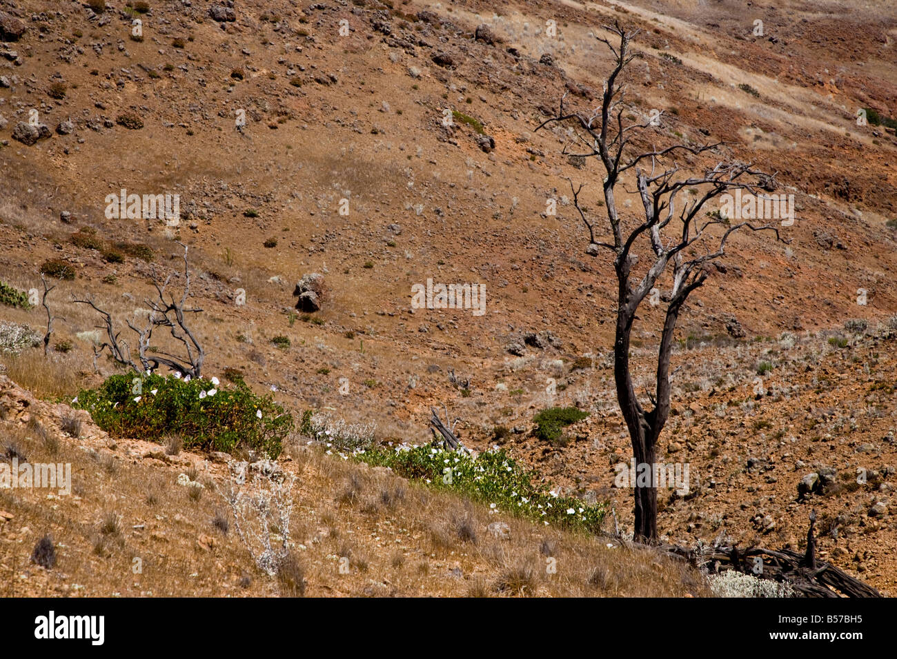 Landscape in Santa Cruz island Stock Photo