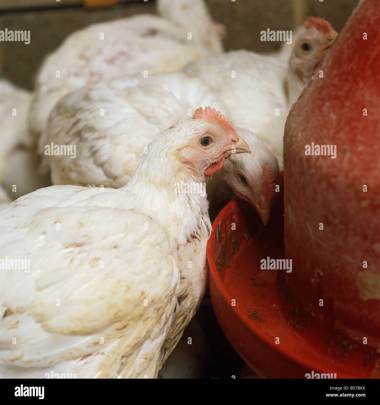Young broiler chickens near water container in an open house Dorset Stock Photo