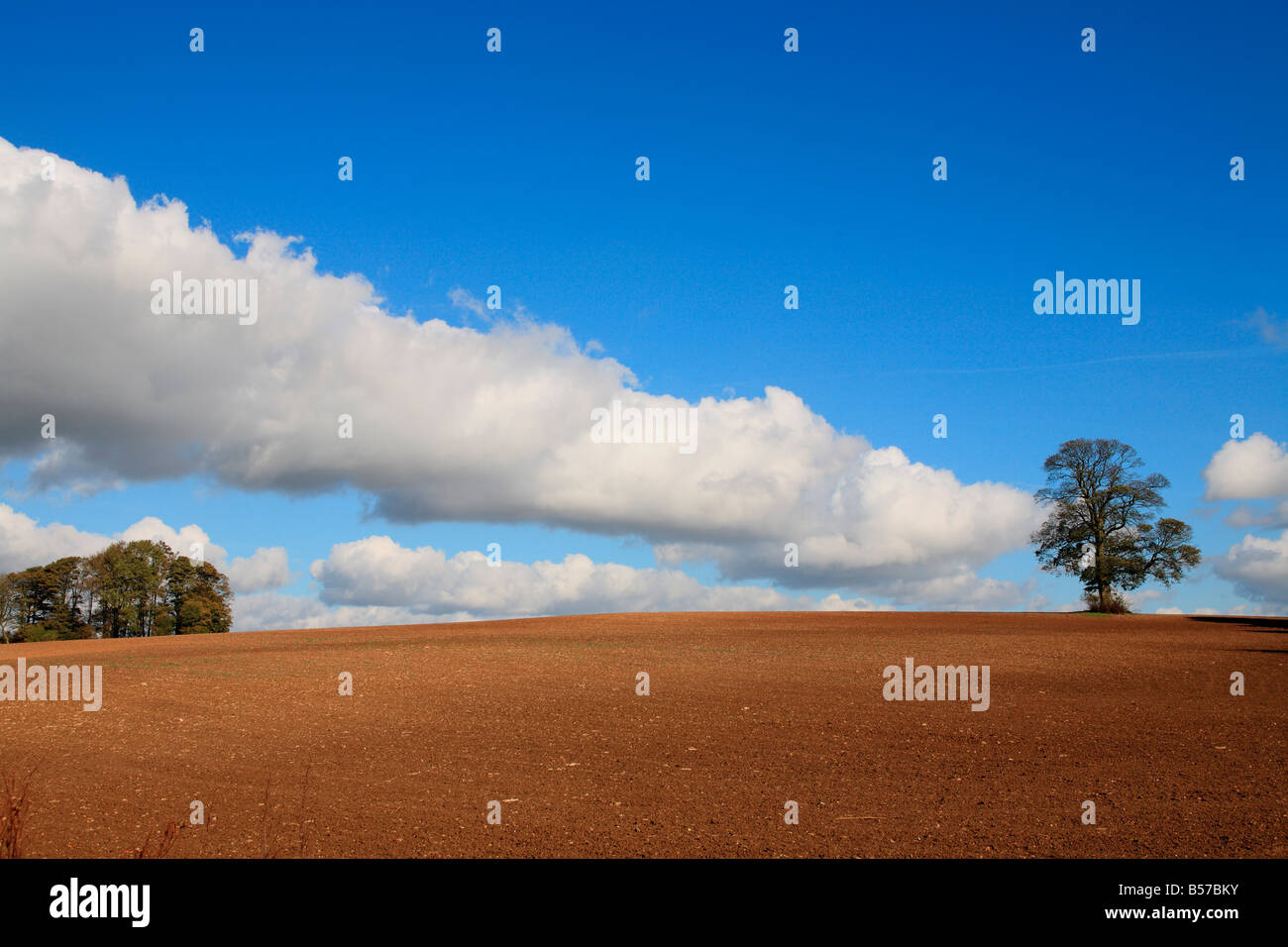 Lone Tree in Agricultural Setting Stock Photo