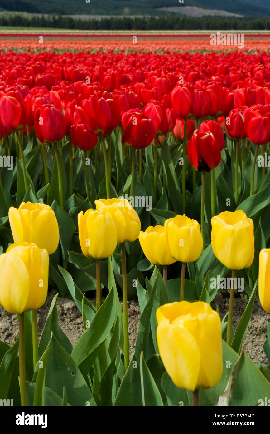 A beautiful field of tulips Stock Photo - Alamy