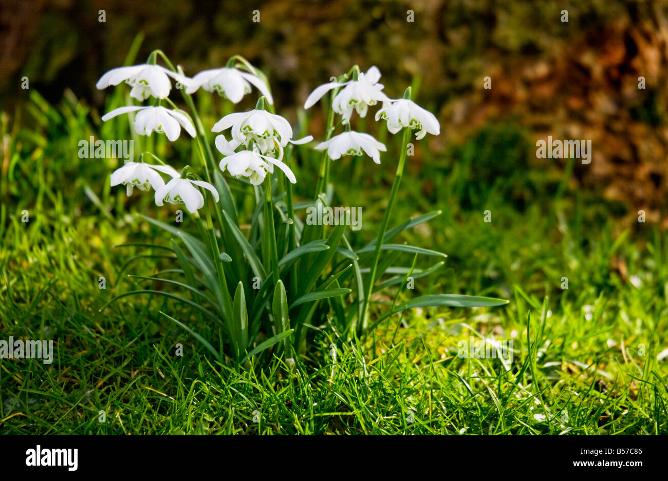 Clump of snowdrops, Galanthus nivalis growing in the grass at the base of a tree in early spring in England, UK Stock Photo