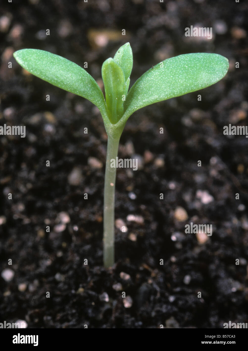 Corn Marigold Chrysanthemum Segetum Seedling With Cotyledons First True Leaves Appearing Stock Photo Alamy