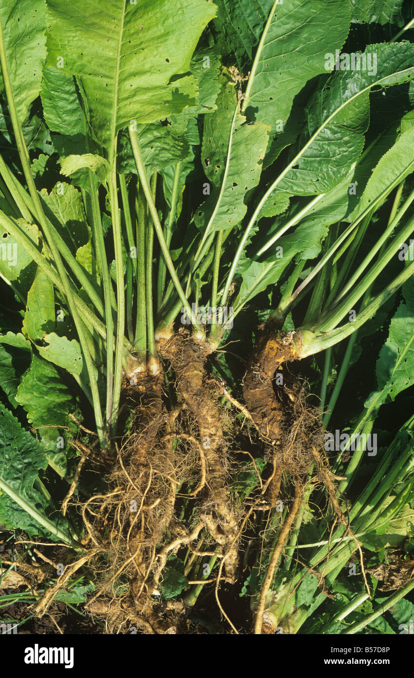 Harvested horseradish roots Stock Photo