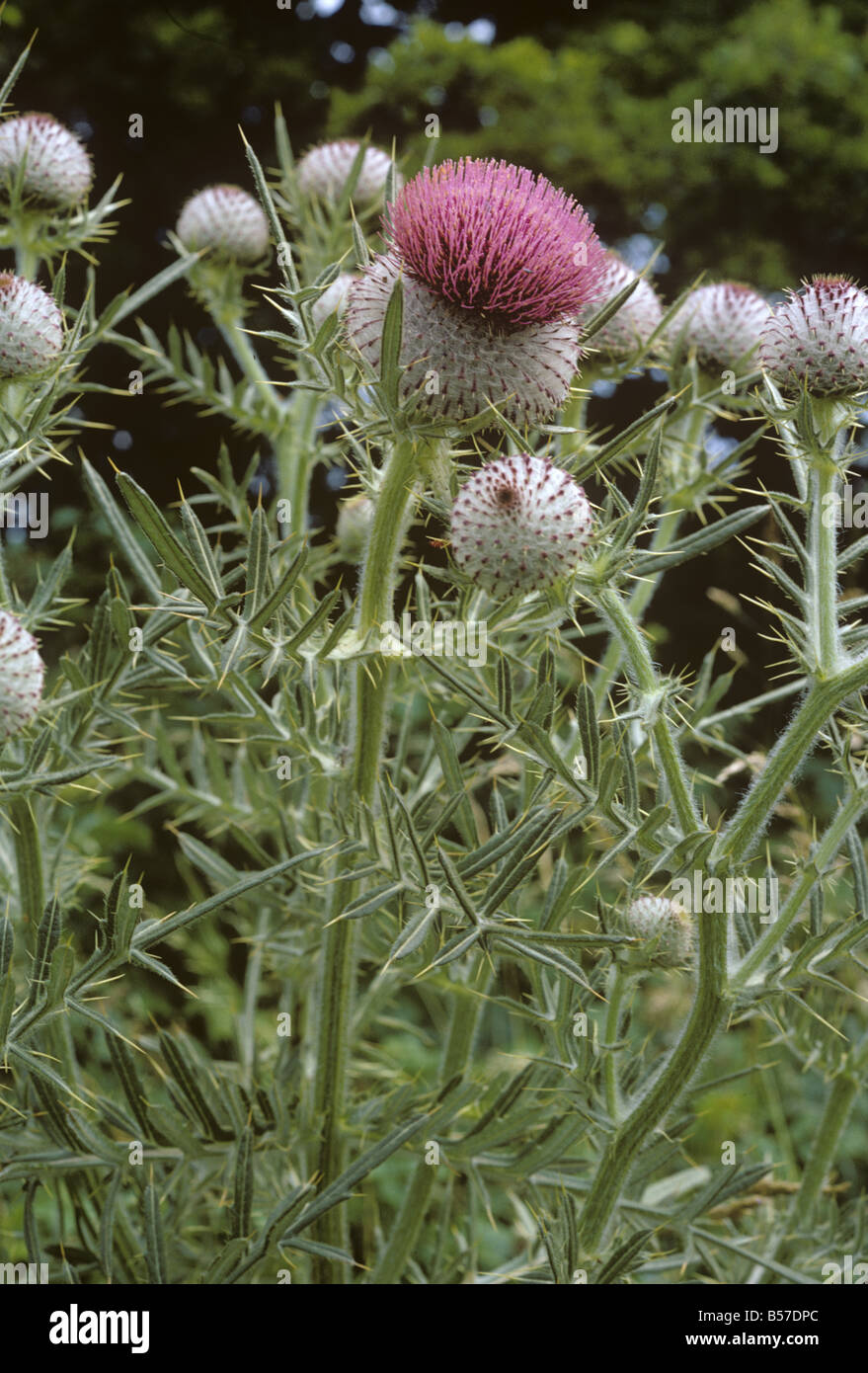 Woolly thistle Cirsium eriophorum flowering plants Stock Photo