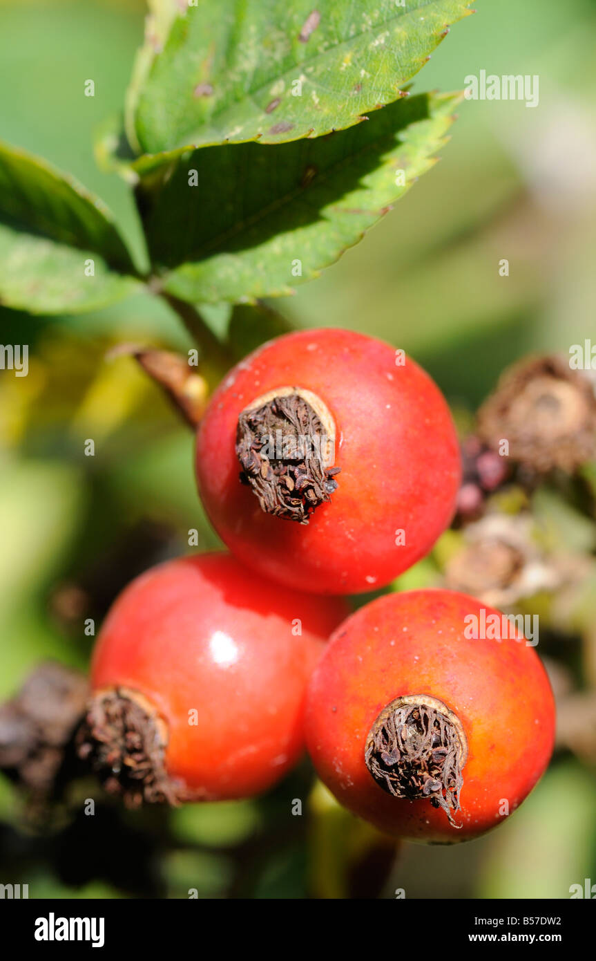 Rose hip seed hi-res stock photography and images - Alamy