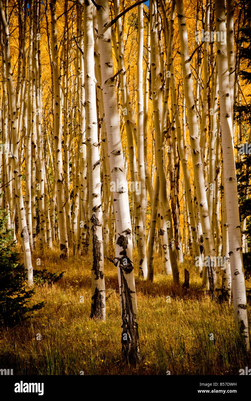 Fall colors, Aspen Trees, Colorado Stock Photo Alamy