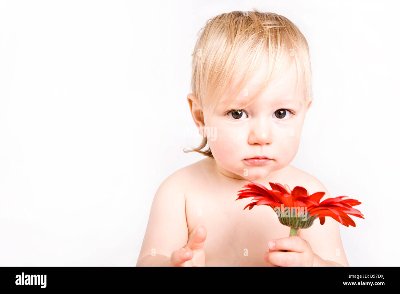 1 year old caucasion female child / baby holding red flower with white background England United Kingdom UK Europe EU Stock Photo