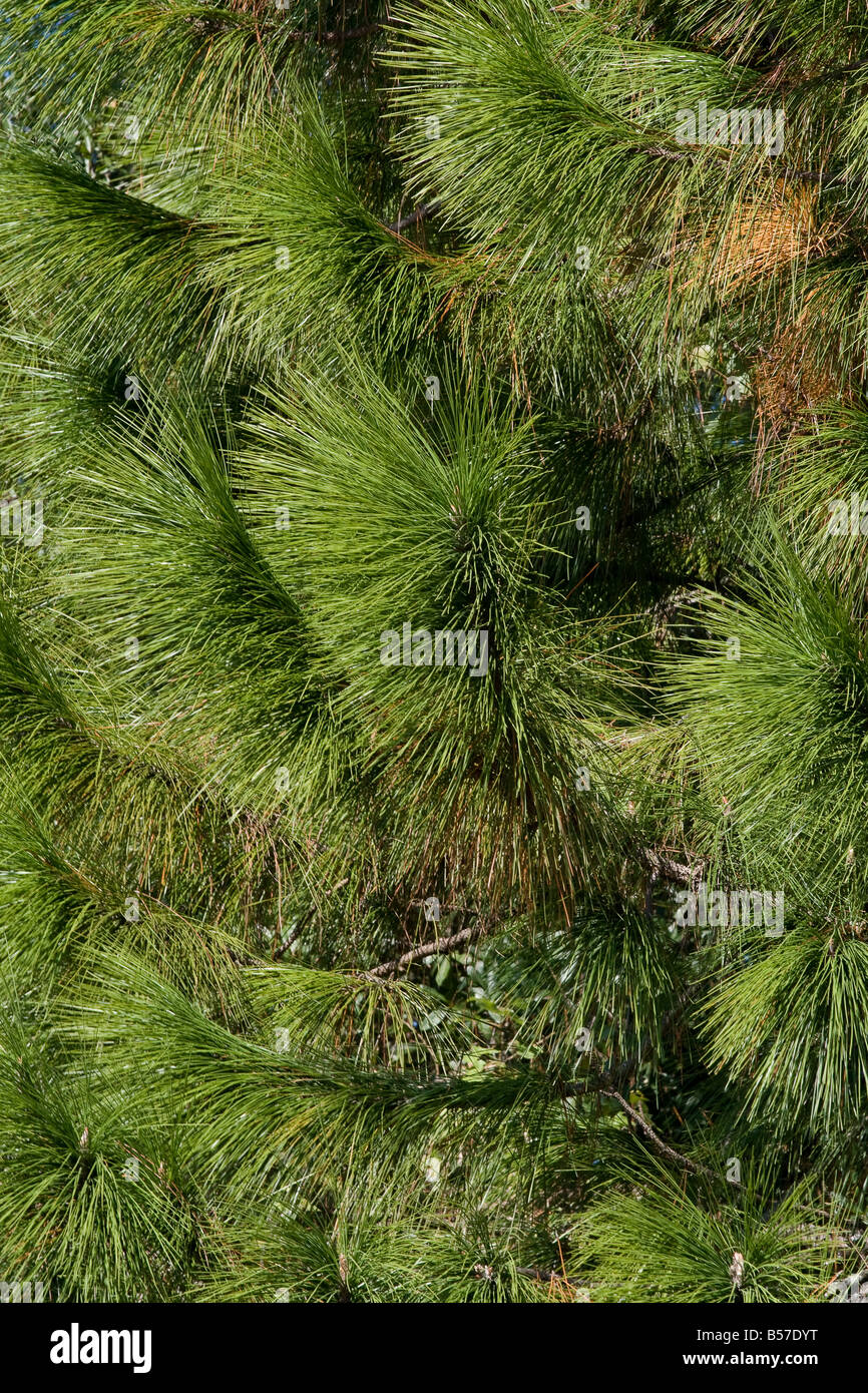 Close up of a slash pine in soft focus for background Stock Photo