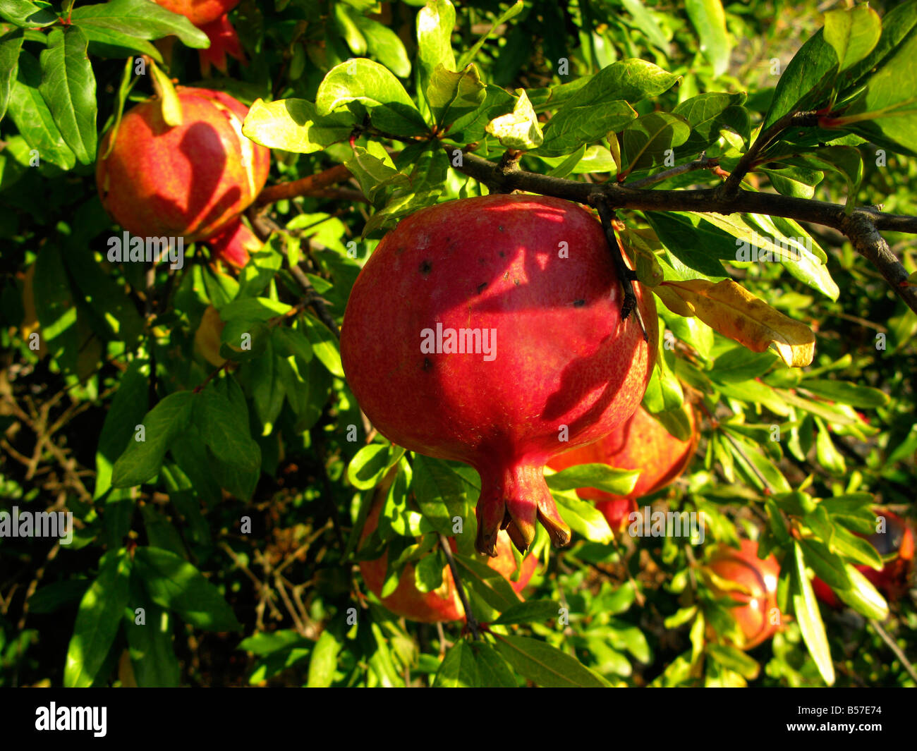 pomegranate grenadine Stock Photo