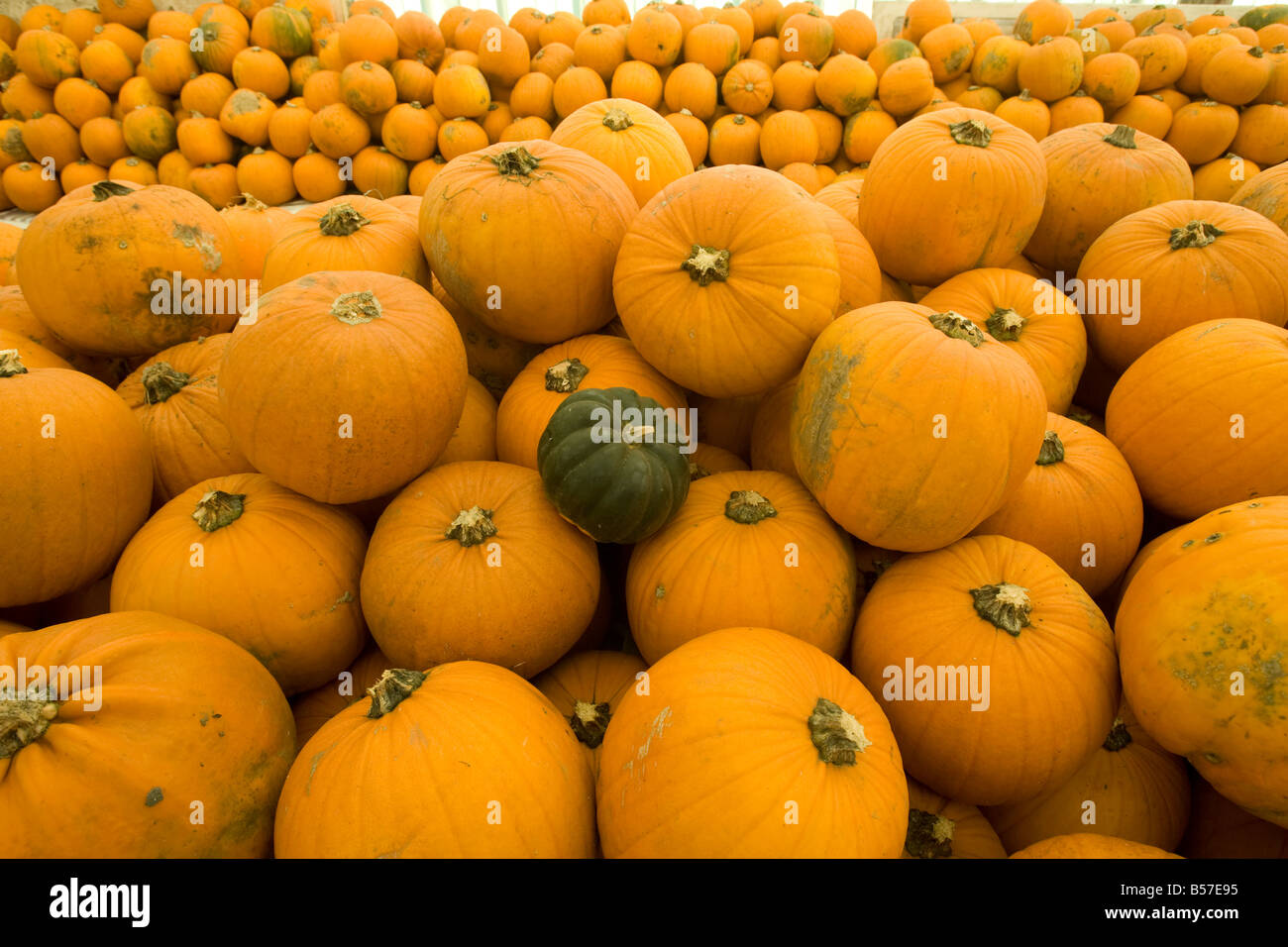 One green pumpkin among a sea of traditional orange pumpkin Stock Photo