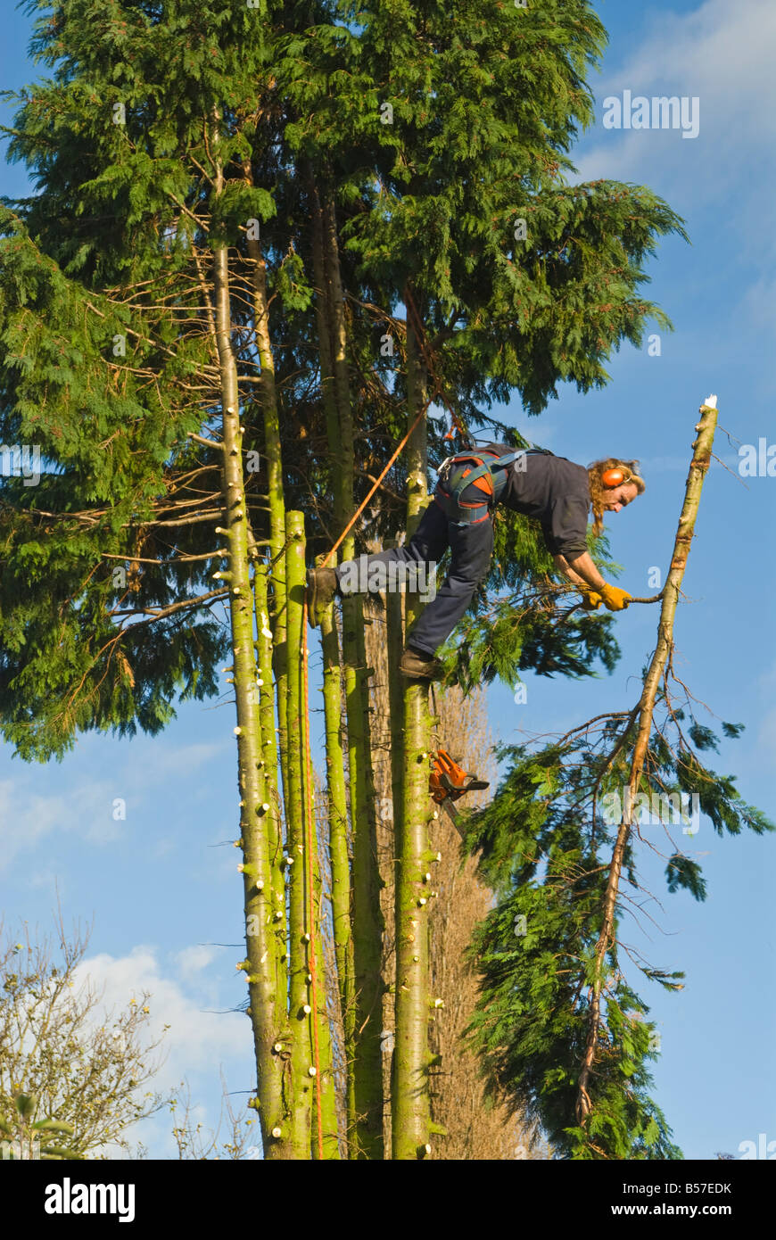 A tree surgeon working near the top of a conifer he is felling Stock Photo