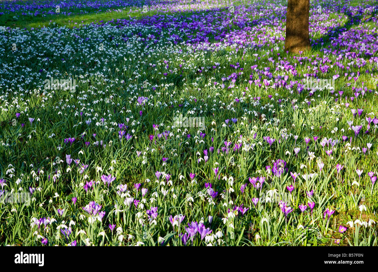 Snowdrops, galanthus nivalis, and purple crocuses growing in a garden lawn in early spring Stock Photo