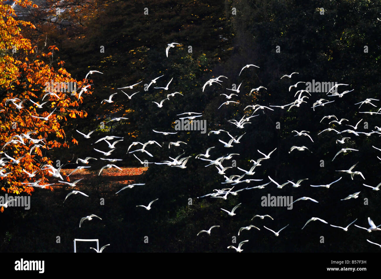 flock of birds in autumn Stock Photo