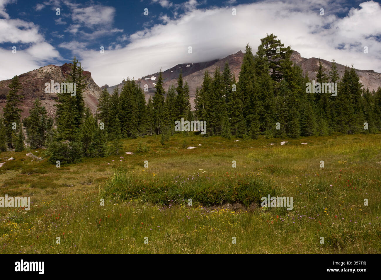 High flowery meadows on Mount Shasta north California Stock Photo