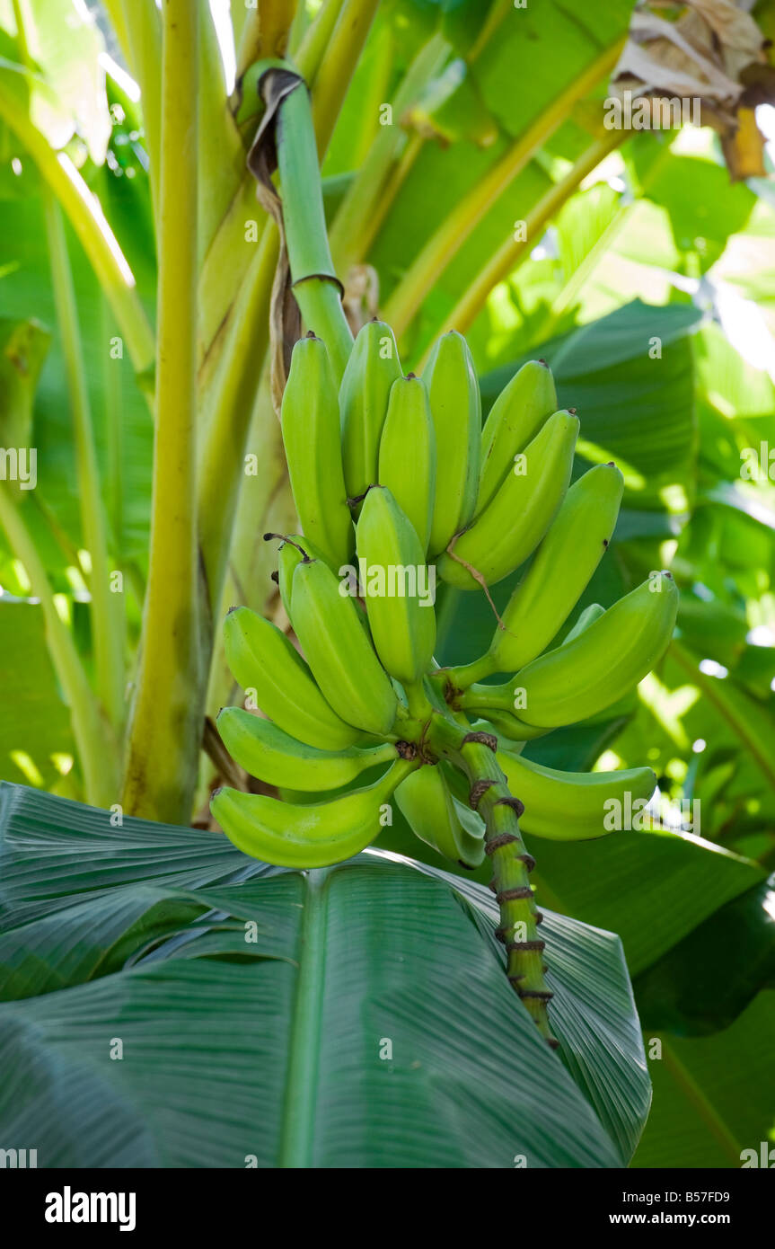 fruit of the banana hybrid or cultivar Orinoco Musa acuminata x M balbisiana Stock Photo