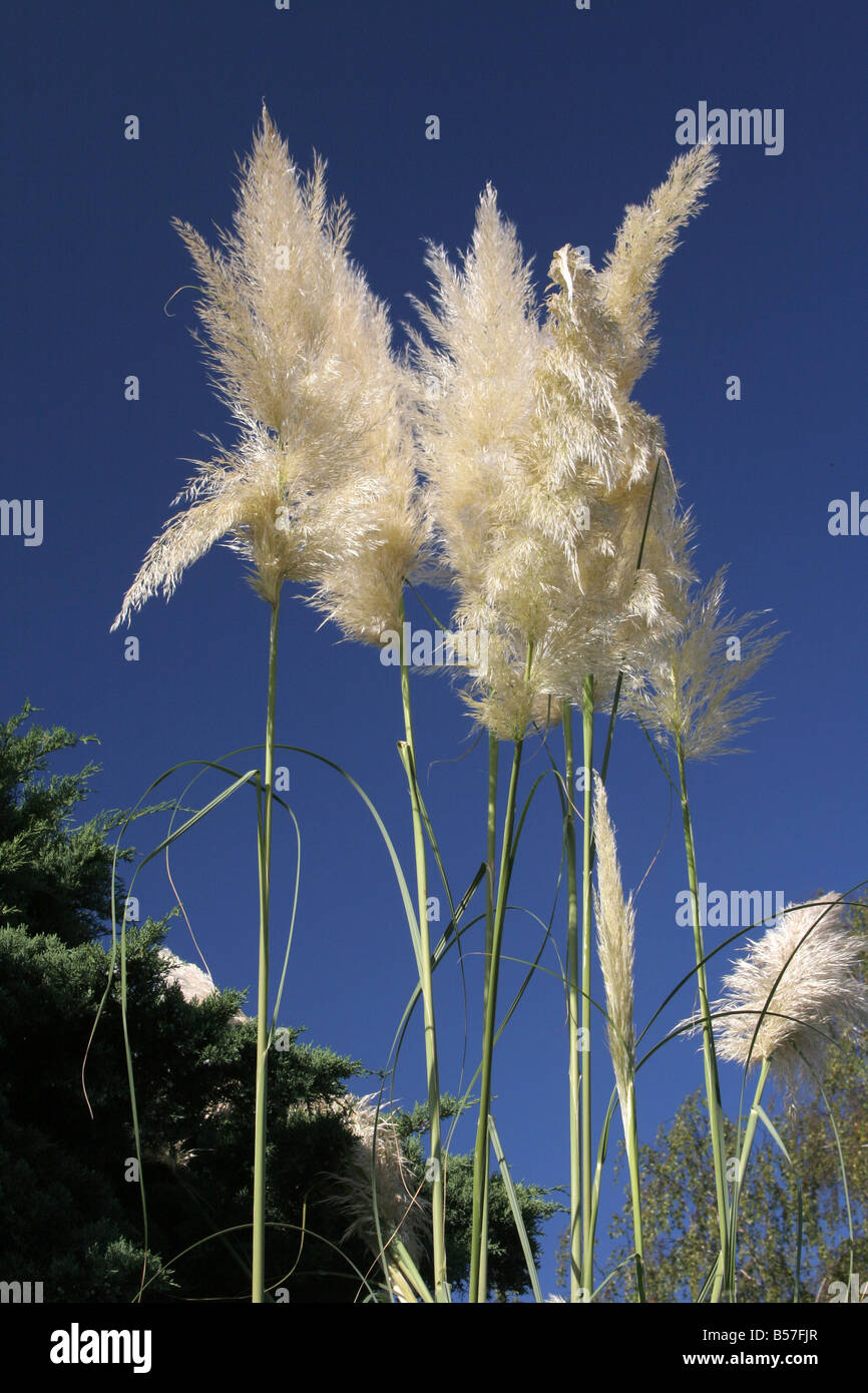 Pampas grass hires stock photography and images Alamy