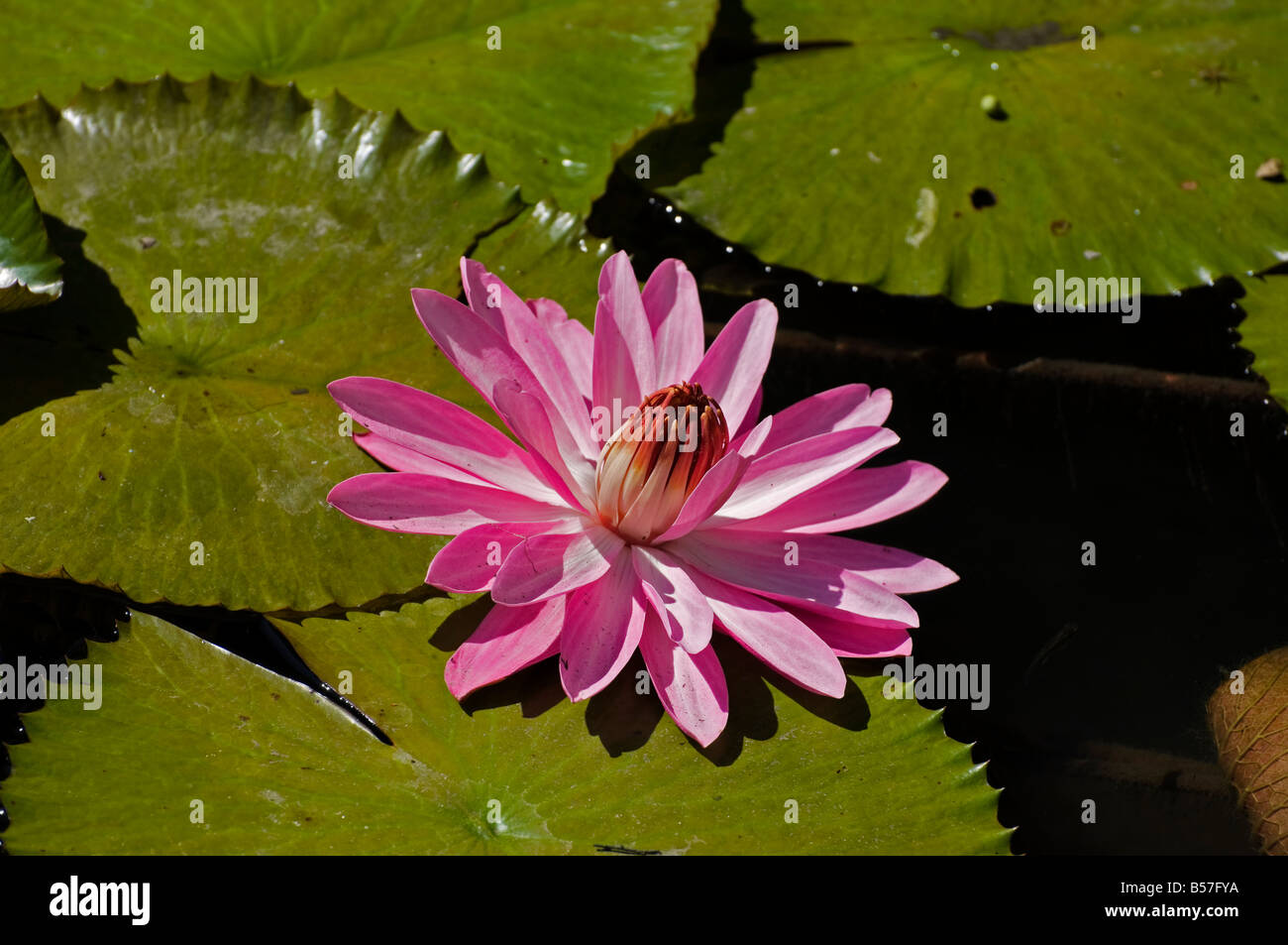 pink water lily flower among its floating leaves family nymphaeaceae Stock Photo