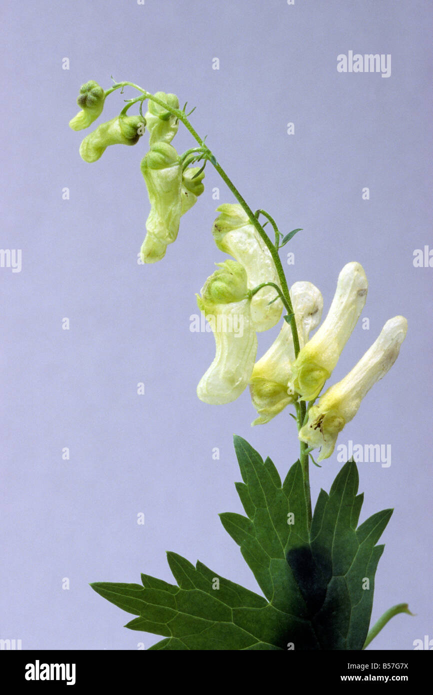 Badgers Bane, Wolfsbane (Aconitum lycoctonum, Aconitum vulparia), flowering, studio picture Stock Photo
