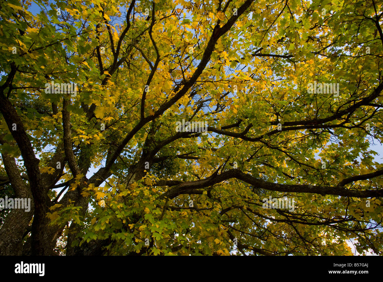 Field maple Acer campestre in full autumn colour Romania Stock Photo ...