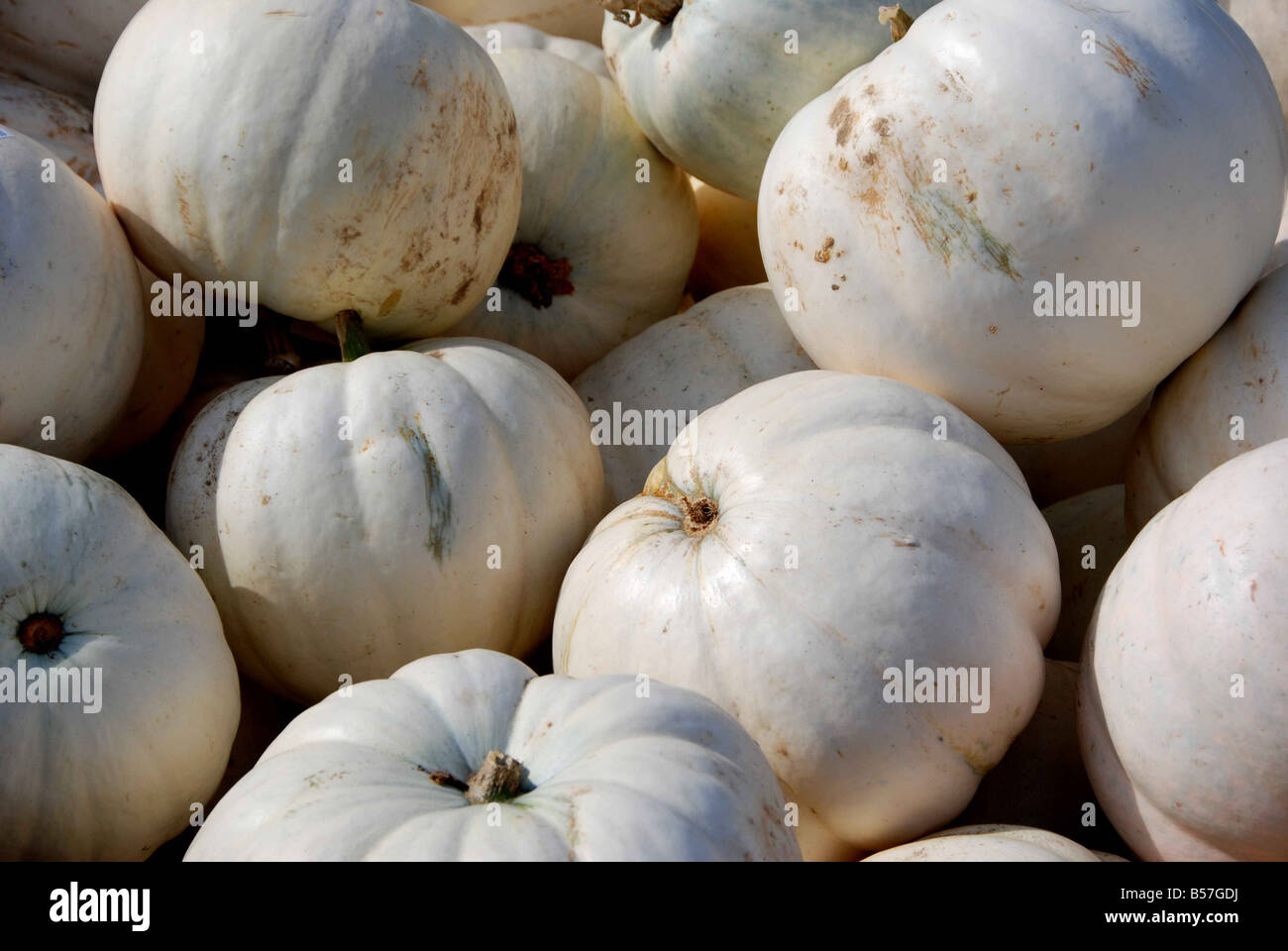 White pumpkins (Cucurbita pepo) Stock Photo