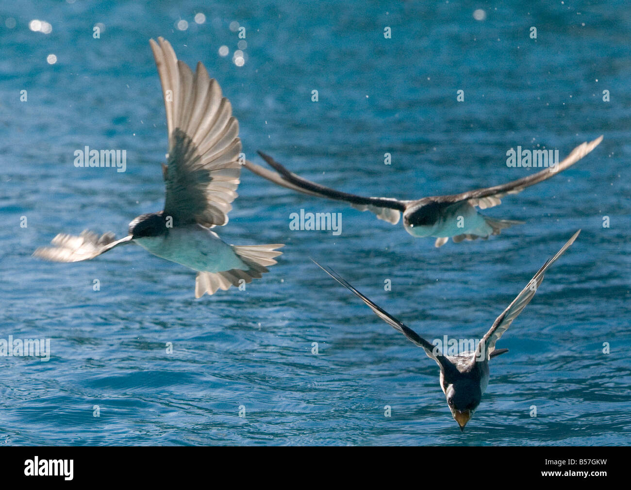Swallows hires stock photography and images Alamy