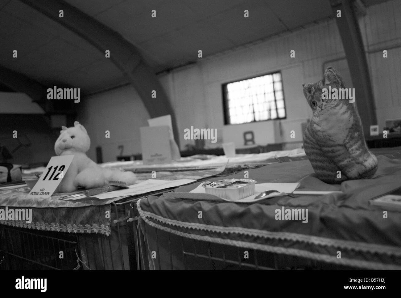 From the international cat show in Höganäs, Sweden. Monochrome and slightly grainy. FOR EDITORIAL USE ONLY. Stock Photo