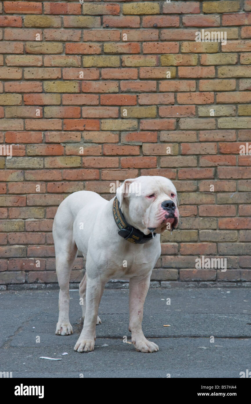 large Bullmastiff Dog standing on the street in Hoxton Hackney East London Stock Photo