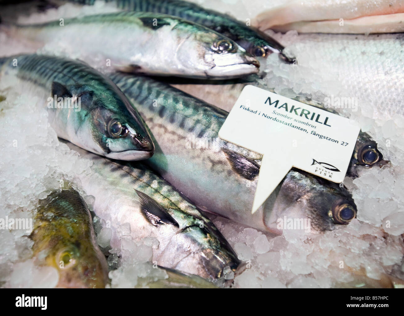 Fresh Mackerel fish on sale at famous Feskekorka fish market in