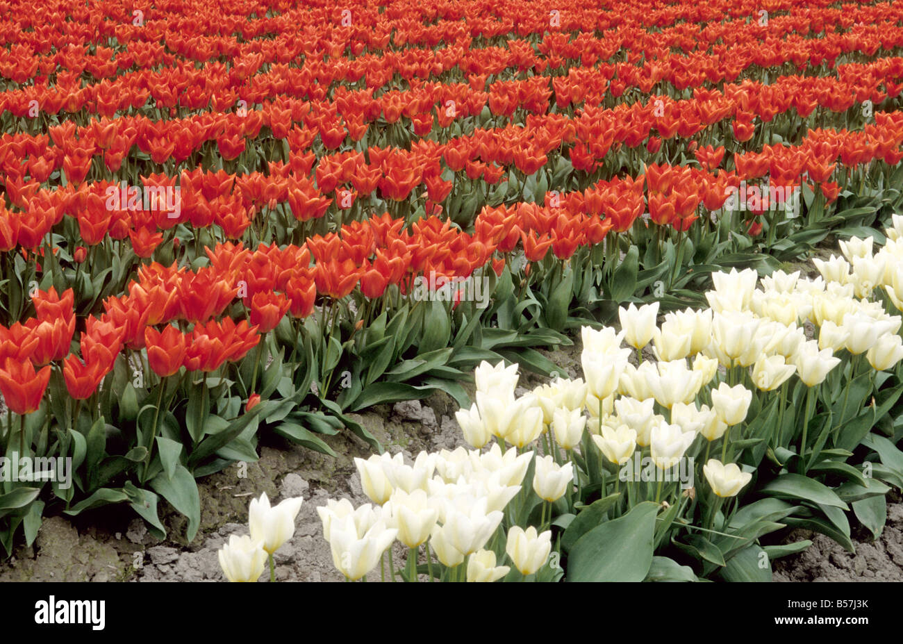Tulip growers hi-res stock photography and images - Alamy