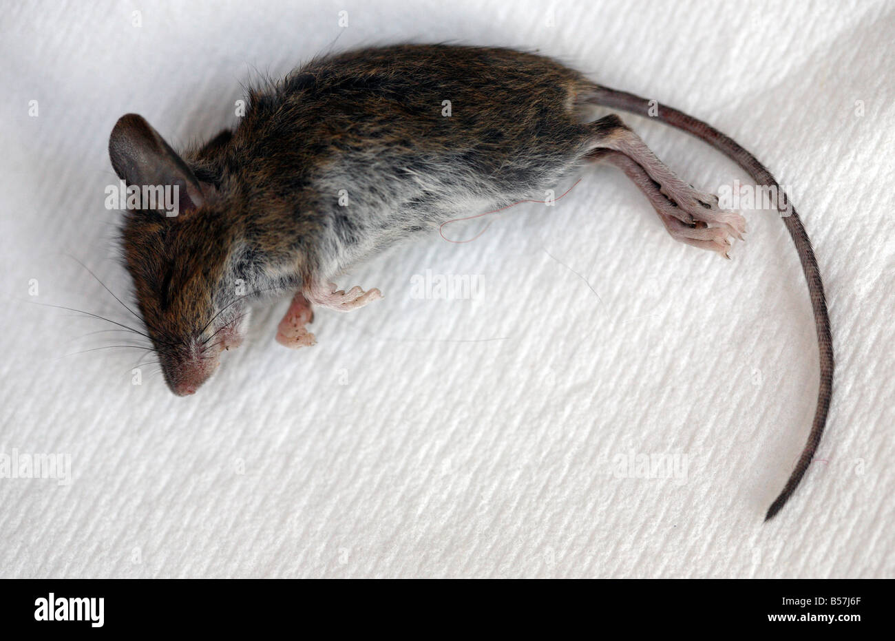 A small dead mouse Stock Photo 20451607 Alamy