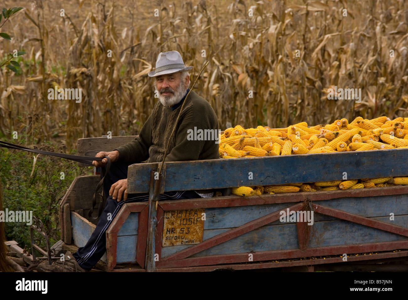 Bringing in Maize corn in autumn near Mociu Romania Stock Photo