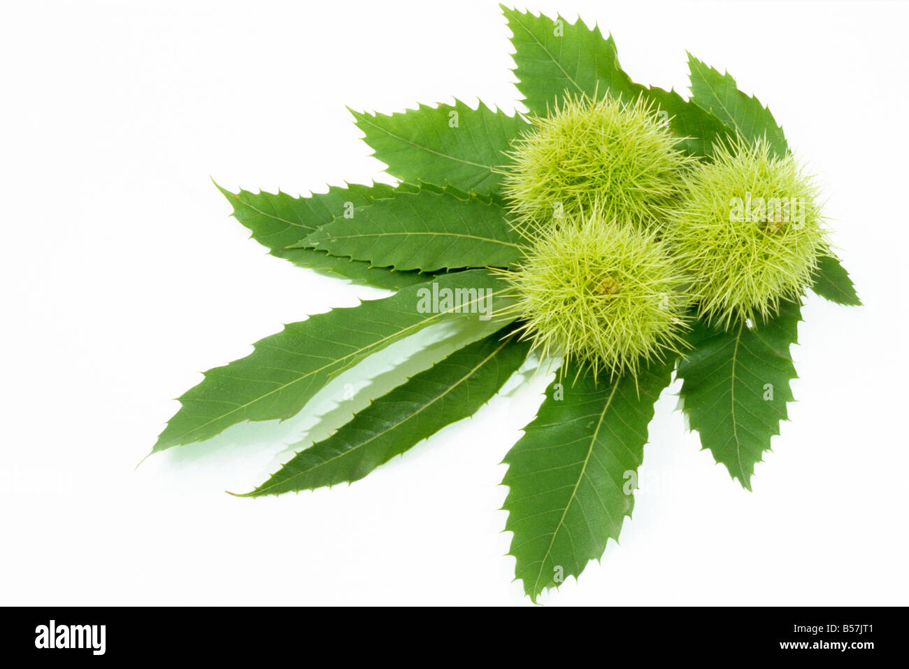 Spanish Chestnut, Sweet Chestnut (Castanea sativa), edible chestnuts and leaves, studio picture Stock Photo