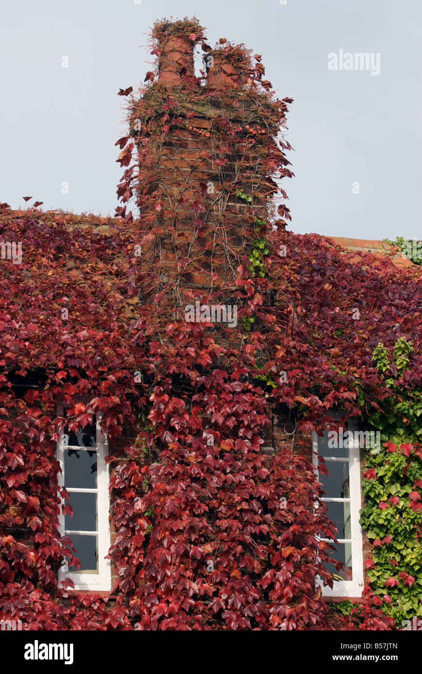 Creeping Ivy coving a house in Snape, Suffolk, UK. Stock Photo