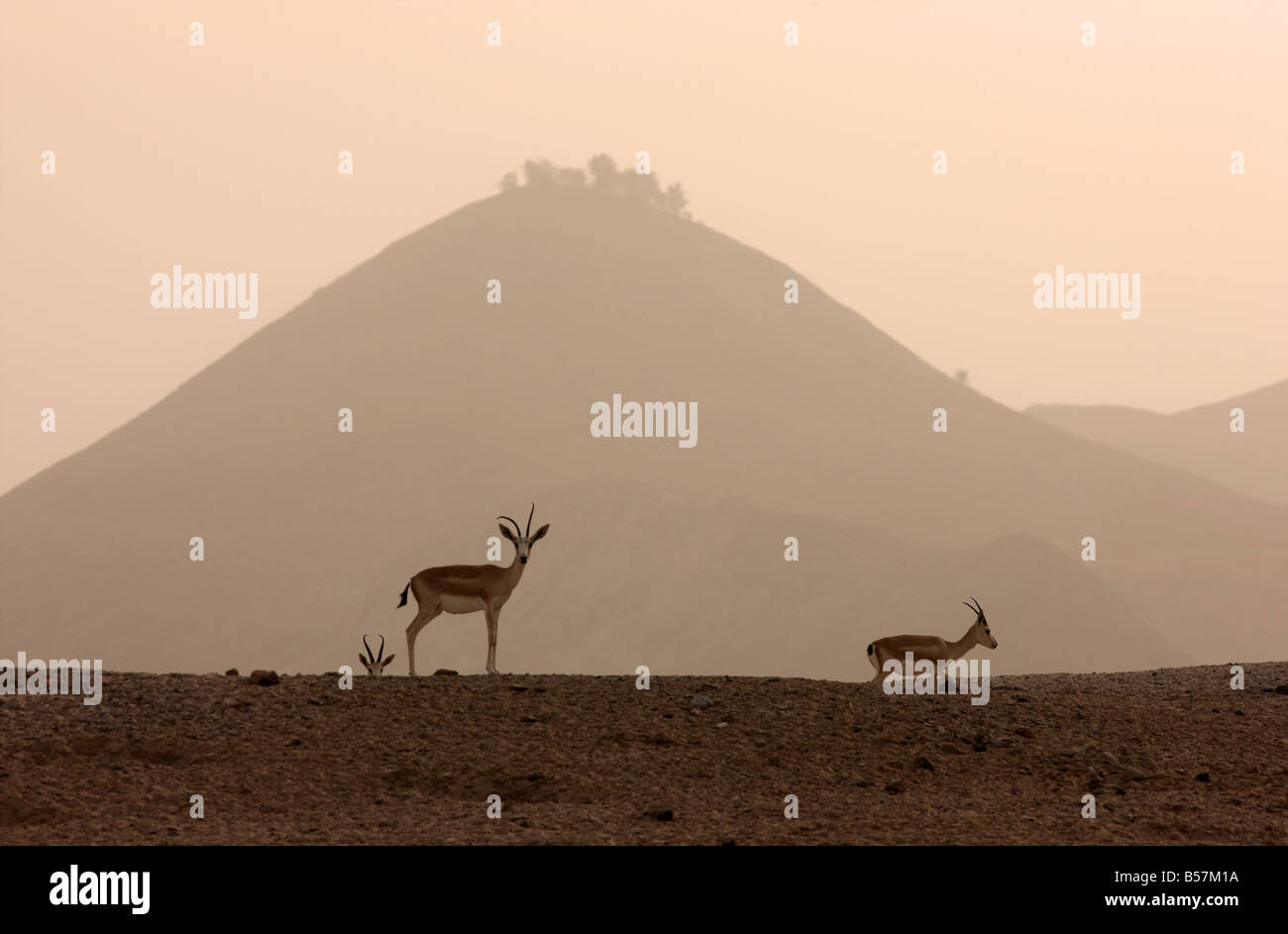 Sand or Goitered Gazelle Gazella subgutturosa Sir Bani Yas Island ...